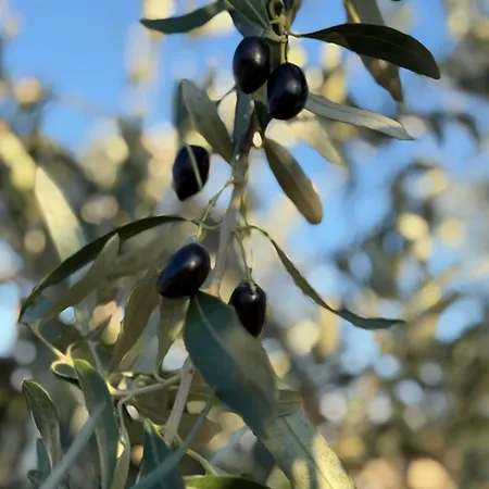 Silvi House וילה